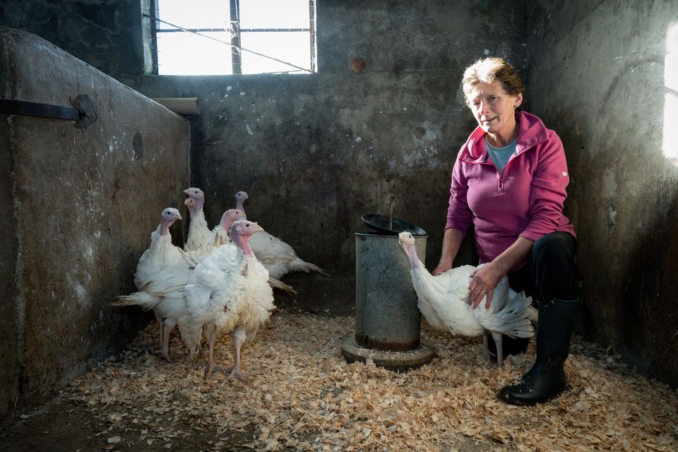 Free-range turkey rearer Mary Breen, pictured in 2022, called a halt this year. Photo: Don Moloney